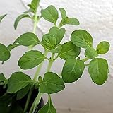 ミント：ペニーロイヤルミント3号ポット6株セット[グランドカーバーに] ノーブランド品