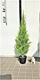 人工観葉植物 ゴールドクレスト 高さ90ｍ 送料無料 屋外使用可 最安値に挑戦 新品 wgs-1111