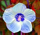 100 PCS Giant Hibiscus Flower Seeds chinese cheap flower Hibiscus seeds best gift for your kids easy
