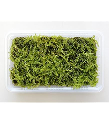 Amazon｜生きてる乾燥苔 コツボゴケ 28×58cm こけ コケ moss 緑化 庭園