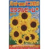 ミニひまわり ミラクルビーム (886)