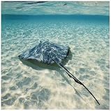 Danita Delimont – Marine Life – ケイマン諸島、Southern Stingray in Caribbean sea-ca42 pso0046 – ポール・Souders