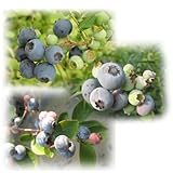 ブルーベリー：サザンハイブッシュ系人気3種セット（オニール、サンシャインブルー、ミスティー） ノーブランド品