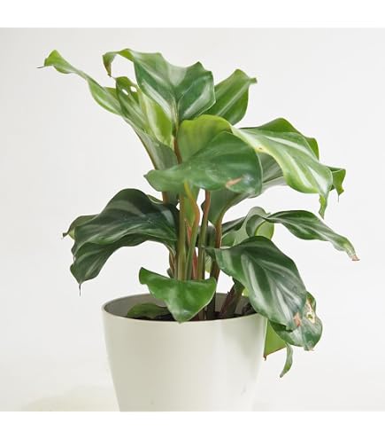 Amazon｜希少 美株 カラテア 観葉植物 マラント クロアマンニー 鉢ごと