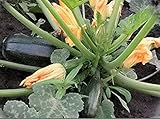 種子スカッシュズッキーニChernyy Krasavets - ブラックビューティー家宝NON-GMO