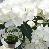 あじさい苗　【ホワイトダイヤ苗木】　5号鉢　あじさい　アジサイ　紫陽花　花鉢植え　花