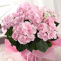 母の日 紫陽花ギフト 珍しい色 伊予獅子てまり 卑弥呼 人気のお花のおすすめプレゼントランキング 予算5 000円以内 Ocruyo オクルヨ