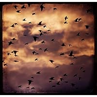 Amazon.co.jp: 1995: ミュージック