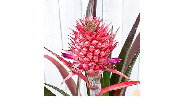 Amazon Co Jp 観葉植物 ブロメリア パイナップル サンゴパイン 5号樹脂鉢 ホワイト 受け皿付き 育て方説明書付き Ananas Cv Diy 工具 ガーデン