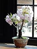 母の日ギフト　桜盆栽