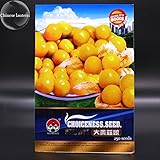 家宝ホオズキ黄中国のランタン膀胱チェリービッグフルーツ種子、オリジナルパック、250種子、冬の桜