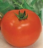 トマト種子Khurmaクラースナヤ?≫レッド柿ロシア家宝、NON-GMO
