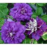 クレマチス：キリ テ カナワ4.5号ポット[2年生苗]（パテンス系)o ノーブランド品