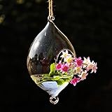 吊オリーブ形ガラスの花瓶を養液栽培する植物園花鍋