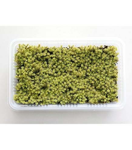 Amazon.co.jp: コケ こけ スナゴケ 砂苔 18×11cmパック入り 苔