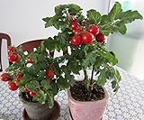 Tomato New Arrival Outdoor Plants Garden Seeds Sementes Bunches Of Bananas 200 Seeds Organic Vegetab