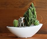 サボテン/カクタス寄植えサファリ（子供シマウマ）器カラー：ホワイト