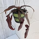 食虫植物ネペンテス：レベッカ5号吊り鉢入り [うつぼかずら] ノーブランド品