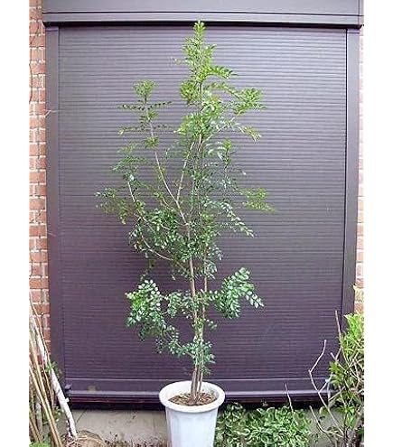 Amazon｜シマトネリコ 株立ち 全長200CM前後 10号 鉢植え｜観葉植物