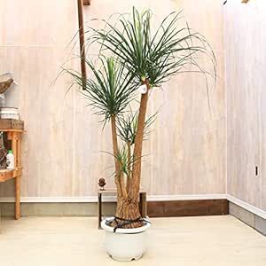 在庫一掃最安挑戦 おしゃれ 観葉植物 ポニーテール 現品 トックリラン 大型 佐川急便 現品限り 店長大暴走 クリアランスsale Southerncollegeofhealthsciences Com