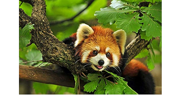 Amazon Co Jp レッサーパンダの壁紙 動物の壁紙 キャンバス ステッカー 印刷 壁紙ポスター はがせるシール式 写真 特大 絵画 壁飾り60cmx40cm Diy 工具 ガーデン