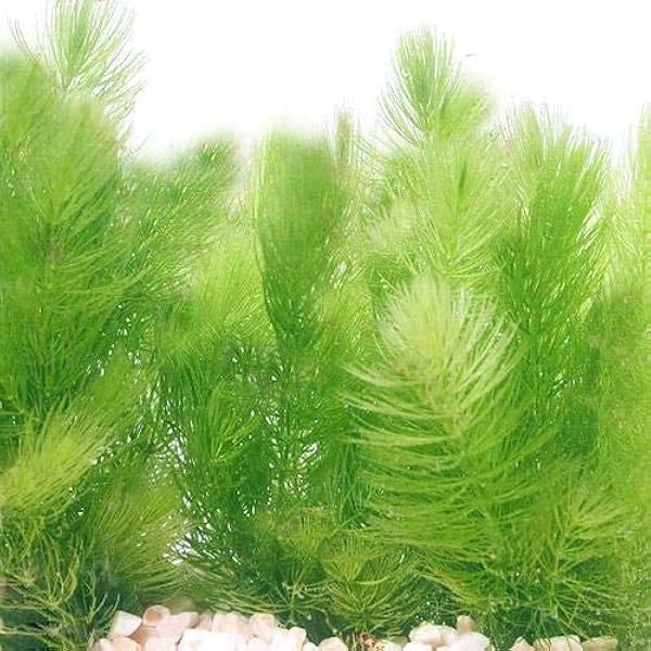 Amazon 水草 国産 無農薬マツモ １０本 北海道航空便要保温 Charm チャーム 生体水草 通販