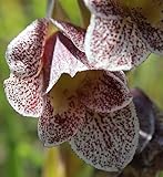 Gladiolus ecklonii - sword lily - 10 seeds