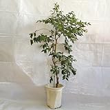 ジャボチカバ苗　（ビッグワン種）接木苗