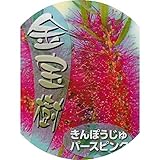 金宝樹 苗木 パースピンク 15cmポット苗 4年生苗 キンポウジュ 苗 きんぽうじゅgv