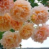 バラ苗 【ポルカ （CL） 大輪 返り咲き】 2年生接木大苗 （スリット鉢）