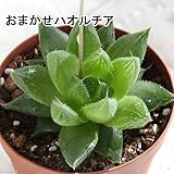 (観葉)ハオルチア(品種おまかせ) 2.5号(1鉢)(品種名のラベル付き) 本州・四国限定[生体]