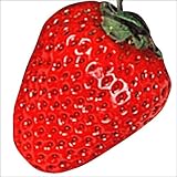 国華園　いちご苗　宝交早生　10株【※発送が国華園からの場合のみ正規品です】