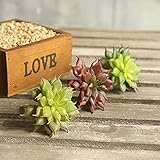 Auntwhale 人工偽プラスチック多肉植物ミニ景観盆栽材料DIY Fairy Garden Floral Deco
