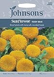 JOFL 英国ジョンソンシード Sunflower Teddy Bear サンフラワー・テディ・ベア