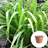 レモングラス 栽培 セット/ハーブ/テラコッタ 鉢 プランター/鉢受皿 付
