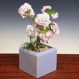 桜盆栽：旭山桜　八重桜寄せ*モダンライラック陶器鉢　受け皿付