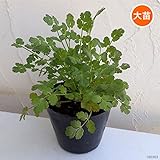 [大きいサイズのハーブ苗]コリアンダー：カディス4号ポット 2株セット[パクチー] ノーブランド品