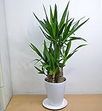 [エルフルール]観葉植物 ユッカ 陶器鉢入