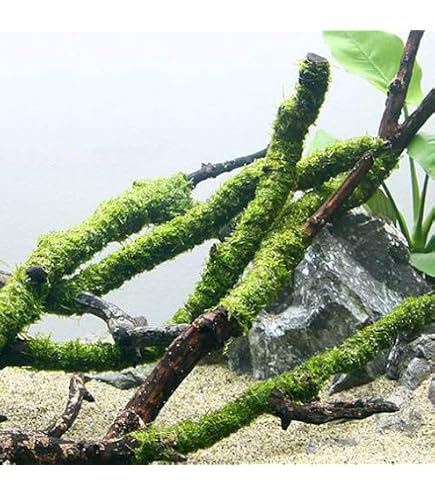 Amazon.co.jp: （水草）巻きたて 南米ウィローモス 枝状流木 Mサイズ