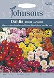 【輸入種子】 Johnsons Seeds Dahlia BRONZE LEAF MIXED ダリア・ブロンズ・リーフ・ミックス ジョンソンズシード