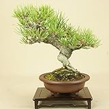 いよじ園　赤松 小品盆栽 【松柏盆栽】