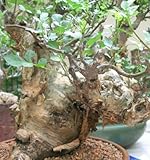Bursera fagaroides - Elephant Tree - 5 seeds