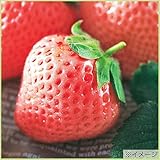 苺（イチゴ）　桃香の苗（3苗セット）