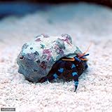 Amazon 海水魚 エビ オトヒメエビ 1匹 北海道 九州 沖縄航空便要保温 Charm チャーム 観賞魚 水中生物 通販 Amazon 海水魚 エビ オトヒメエビ 1匹 北海道 九州 沖縄航空便要保温 Charm チャーム 観賞魚 水中生物 通販