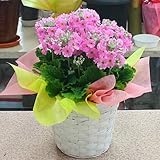 プリムラ：メラコイデス：サクラソウ鉢植え 籐かご付き 誕生日プレゼントに春らしい可愛い花ギフト