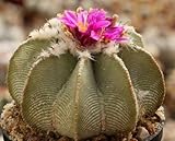 Atztekium hintonii - cactus - 5 seeds