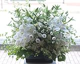 アレンジメントフラワー 生花 ギフト 5Lサイズ イメージ(清楚)大臣賞受賞デザイナー おまかせアレンジメント