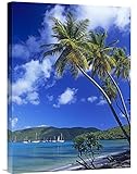 グローバルギャラリーPalm Trees At Mahoベイバージン諸島壁アート 18W x 24H in. グリーン GCS-452105-1824-142