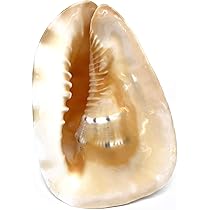 トウカムリ貝と、おまけ貝殻5点 Amazon | 大型 貝殻 モデル トウカムリ | 生態・採集 | おもちゃ