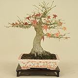 いよじ園 山モミジ（貴風盆栽） 【雑木盆栽 紅葉】